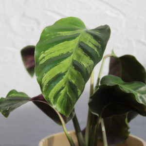 calathea-louisae-rastlinkovo