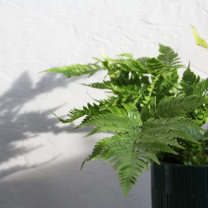dryopteris-erythrosora-paprad-rastlinkovo