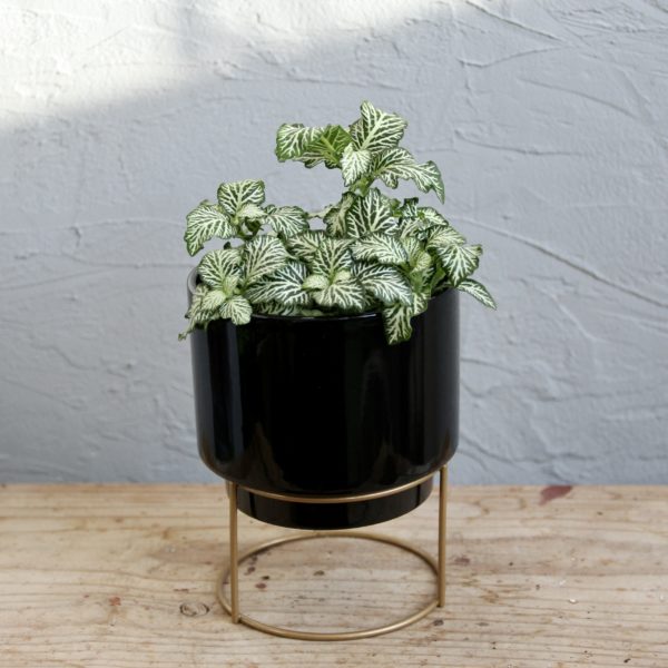 fittonia-biela-rastlinkovo