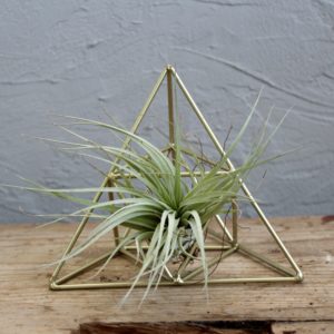 tillandsia-strieborna-rastlinkovo