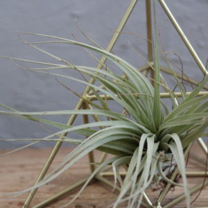 tillandsia-strieborna-rastlinkovo