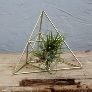 tillandsia-ionantha-zelena-rastlinkovo