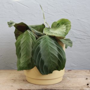 maranta exclusive grey