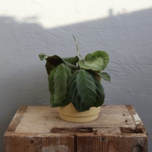 maranta exclusive grey