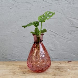 vaza-cervena-zakorenovanie-rastlin-rastlinkovo