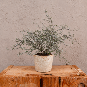 corokia-maori-silver-rastlina-rastlinkovo