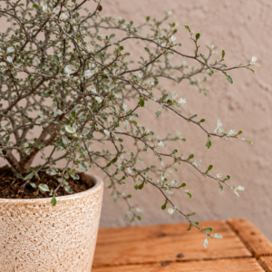 corokia-maori-silver-rastlina-rastlinkovo