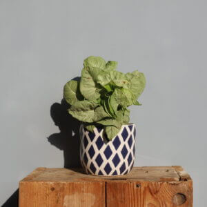 syngonium-milk-confetti-rastlinkovo