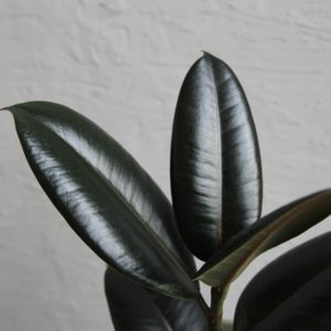 ficus-figovnik-elastica-burgundy-rastlinkovo
