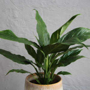 spathiphyllum-lopatkovec-wallisii-diamond-variegata-rastlinkovo