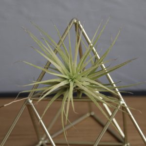 tillandsia-zelena-rastlinkovo