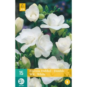 frezia-freesia-dvojita-biela-rastlinkovo