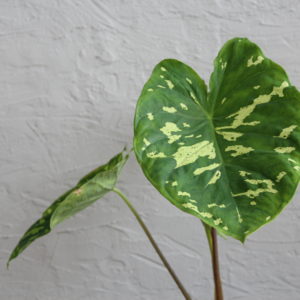 alocasia-colocasia-caladium-hilo-beauty-rastlinkovo
