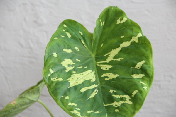 alocasia-colocasia-caladium-hilo-beauty-rastlinkovo
