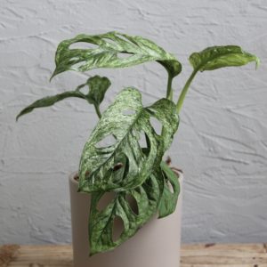 monstera-adansonii-mint-variegata-rastlinkovo