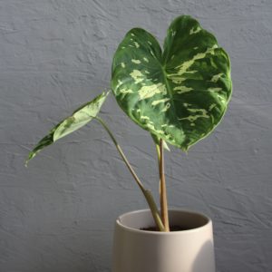 alocasia-colocasia-caladium-hilo-beauty-rastlinkovo