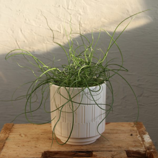 juncus spiralis