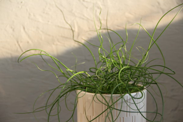 juncus spiralis