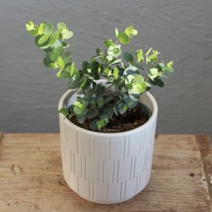 eucalyptus-silver-dollar-rastlinkovo