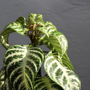 aphelandra-kostrbata-squarrosa-rastlinkovo