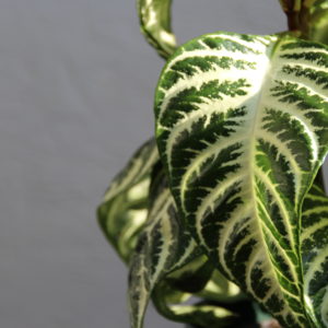 aphelandra-kostrbata-squarrosa-rastlinkovo