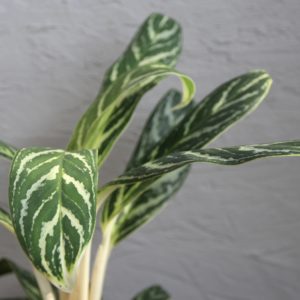 aglaonema-tigres-rastlinkovo