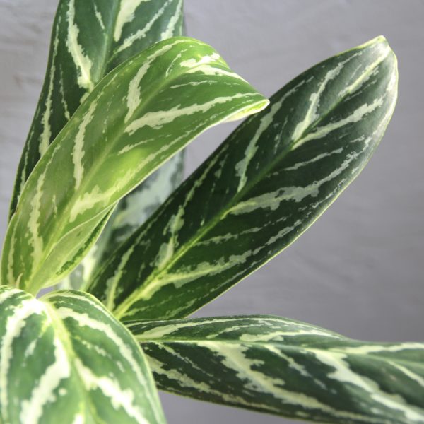 aglaonema-tigres-rastlinkovo