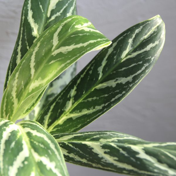 aglaonema tigres