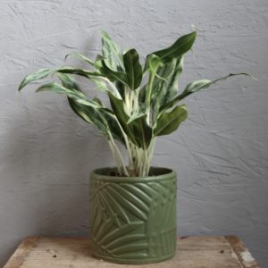 aglaonema-cutlass-rastlinkovo