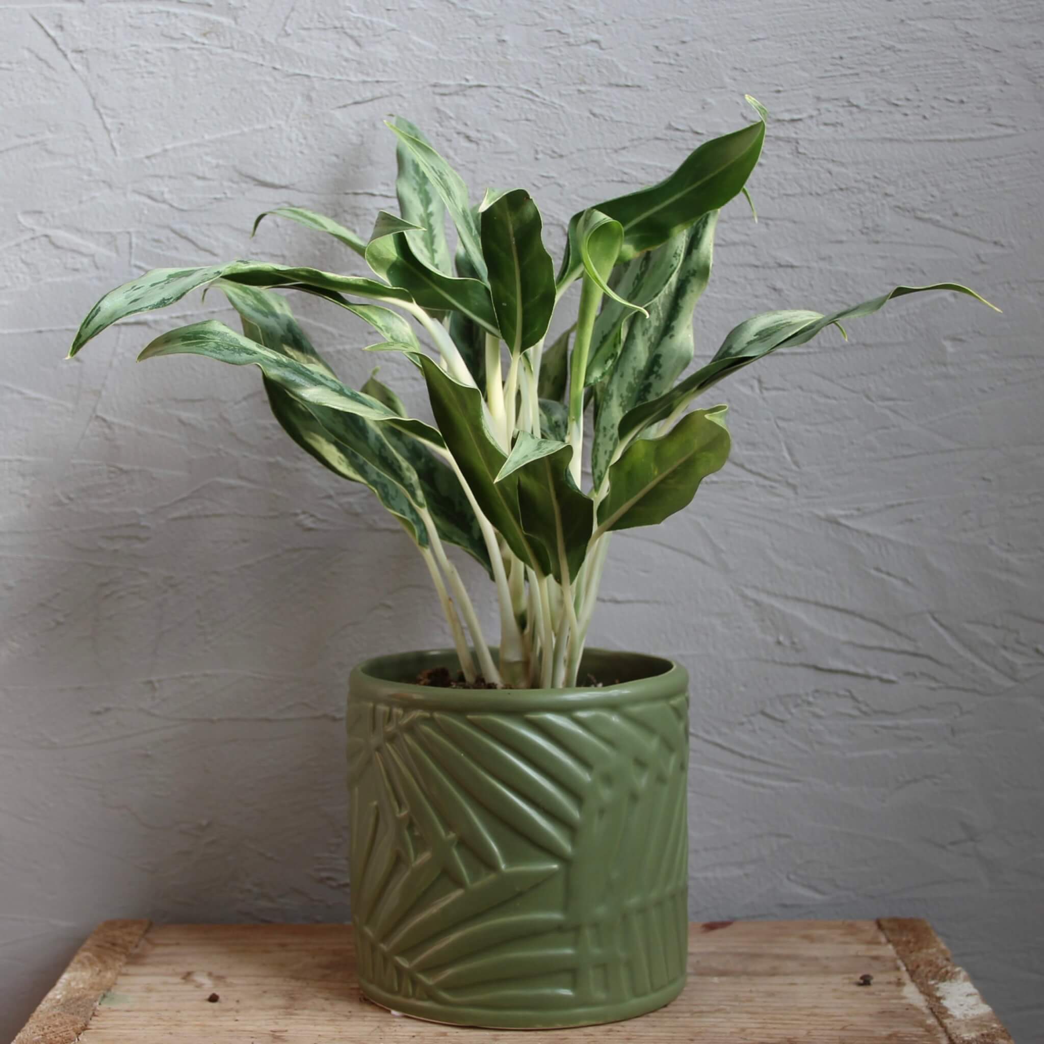 Aglaonema Cutlass 3 aglaonema-cutlass-rastlinkovo