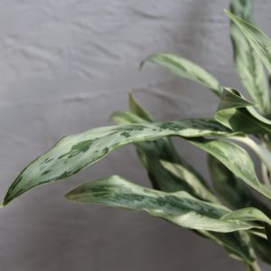 aglaonema cutlass