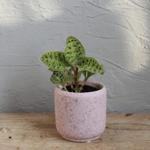 jewel orchid