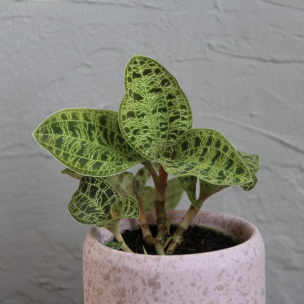 jewel-orchid-orchidea-rastlinkovo