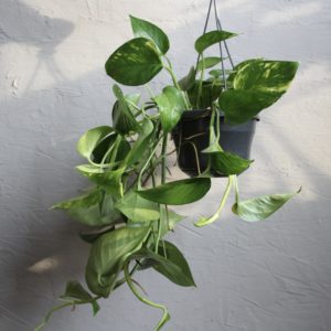 epipremnum aureum