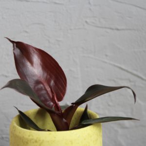 philodendron red sun