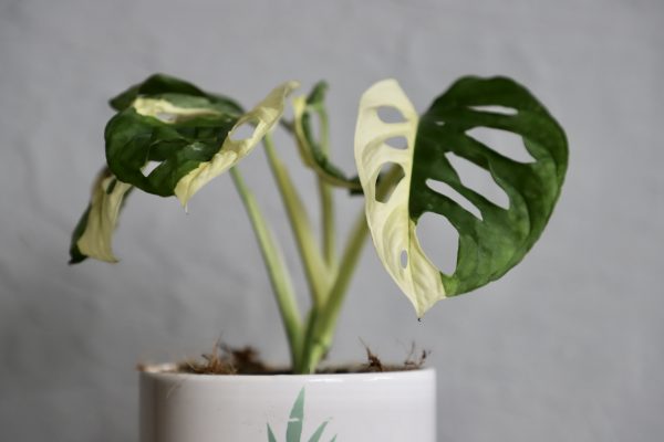 monstera-adansonii-variegata-rastlinkovo