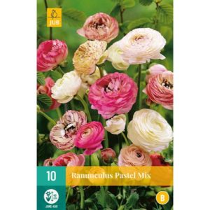 ranunculus-iskernik-pastel-mix-rastlinkovo