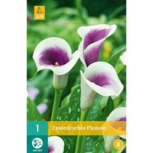 zantedeschia-kala-picasso-rastlinkovo