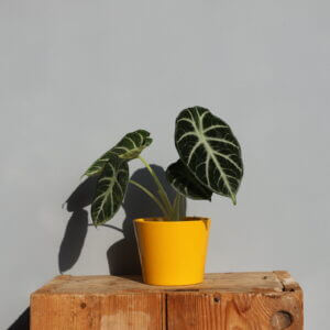 alocasia-ninja-rastlinkovo