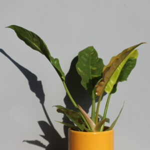 philodendron-ring-of-fire-baby-rastlinkovo1