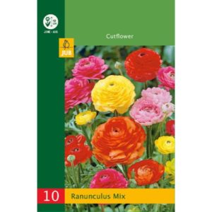 ranunculus-iskernik-mix-rastlinkovo