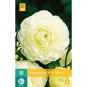 ranunculus-iskernik-biely-rastlinkovo