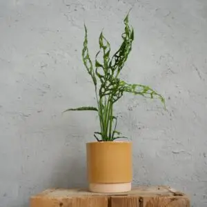 monstera-obliqua-peru-rastlinkovo