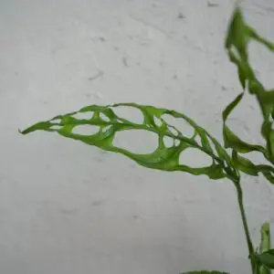 monstera-obliqua-peru-rastlinkovo