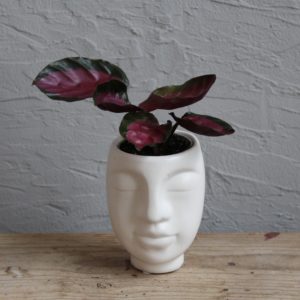 calathea-picturata-crimson-rastlinkovo