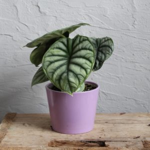 alocasia-silver-dragon-rastlinkovo