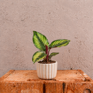 calathea-beautystar-rastlina-kalatea-rastlinkovo