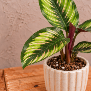 calathea-beautystar-rastlina-kalatea-rastlinkovo