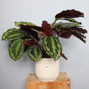 calathea-medailon-xl-rastlinkovo