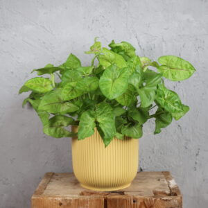 syngonium-allusion-rastlinkovo